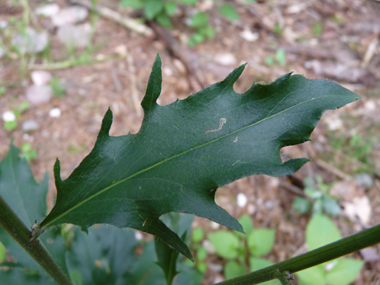 Feuilles basilaires en rosette assez fréquemment maculées de noir et dentées à leur base et 1 ou 2 sur la tige. Agrandir dans une nouvelle fenêtre (ou onglet)